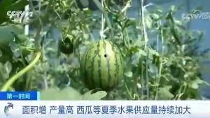 山寨吃瓜群众网红,背后的故事与争议  第3张